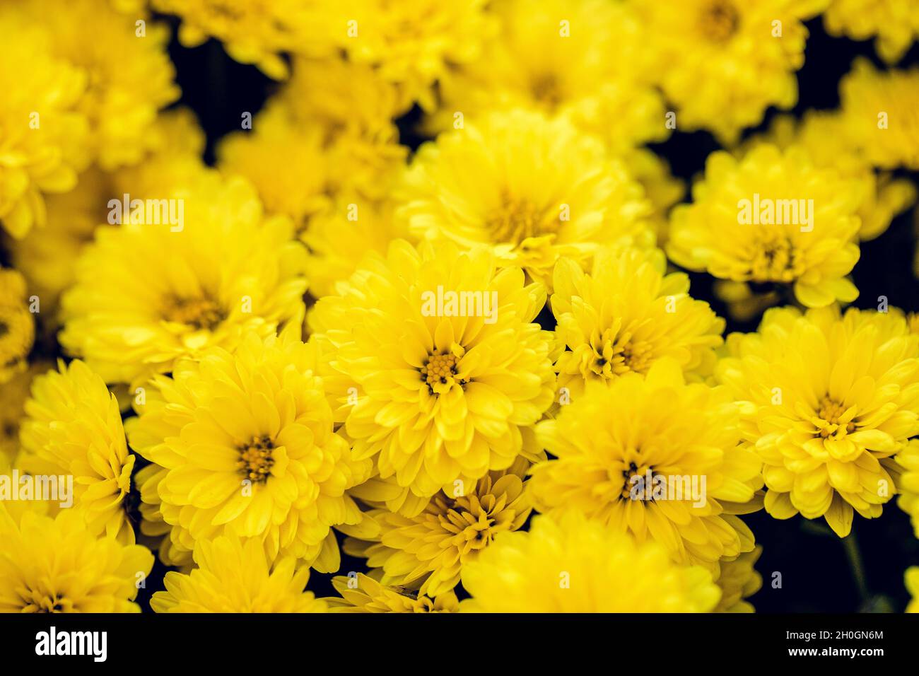 Beau chrysanthème gros plan.Fond de fleurs, fleurs de jardin.Arrière-plan horizontal de fleurs. Banque D'Images