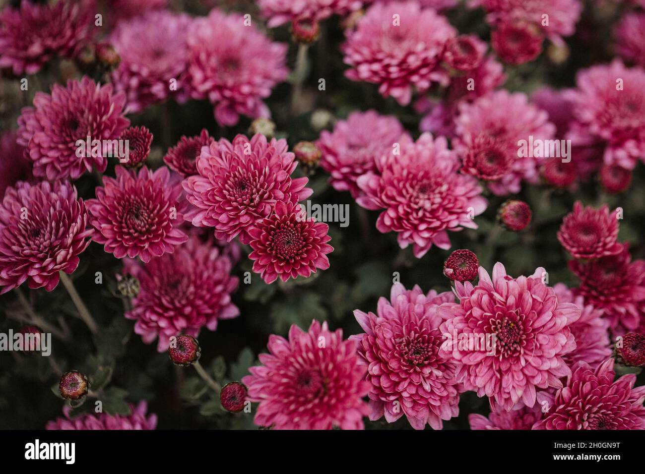 Beau chrysanthème gros plan.Fond de fleurs, fleurs de jardin.Arrière-plan horizontal de fleurs. Banque D'Images