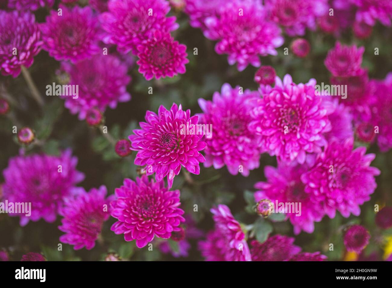 Beau chrysanthème gros plan.Fond de fleurs, fleurs de jardin.Arrière-plan horizontal de fleurs. Banque D'Images