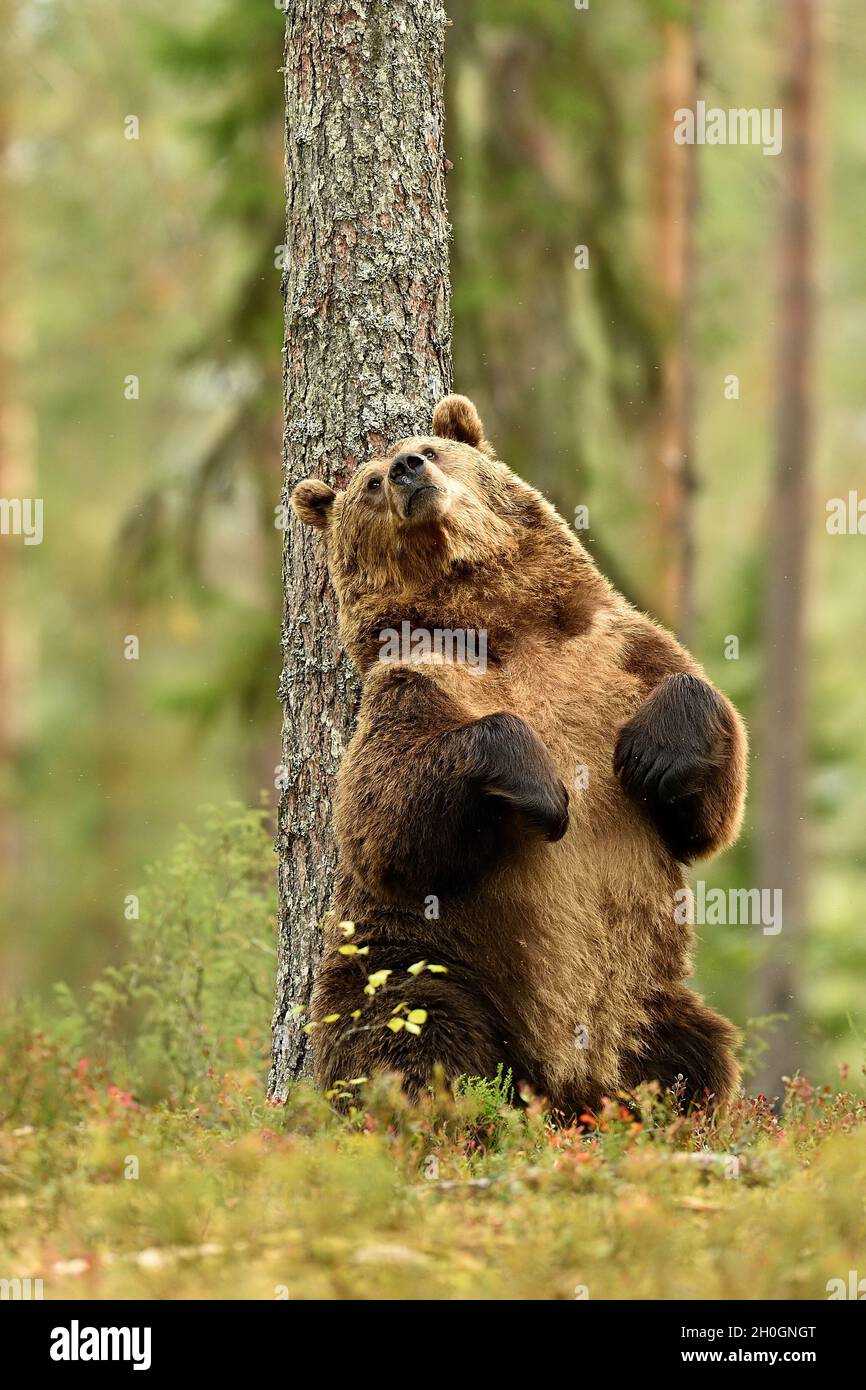 Ours brun assis contre un arbre, sauver la forêt Banque D'Images