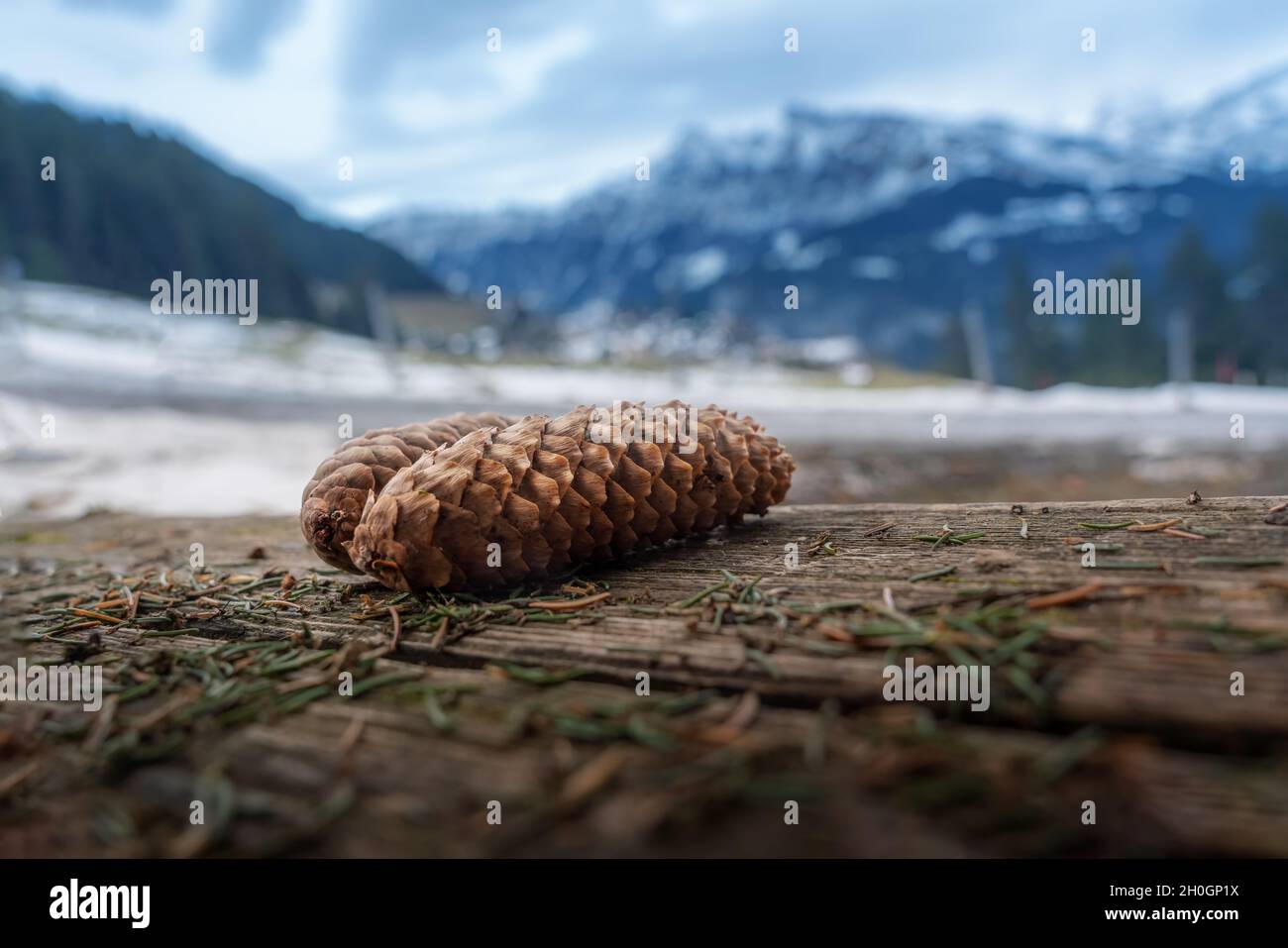 Détail du cône de pin de conifères en hiver - Murren, Suisse Banque D'Images