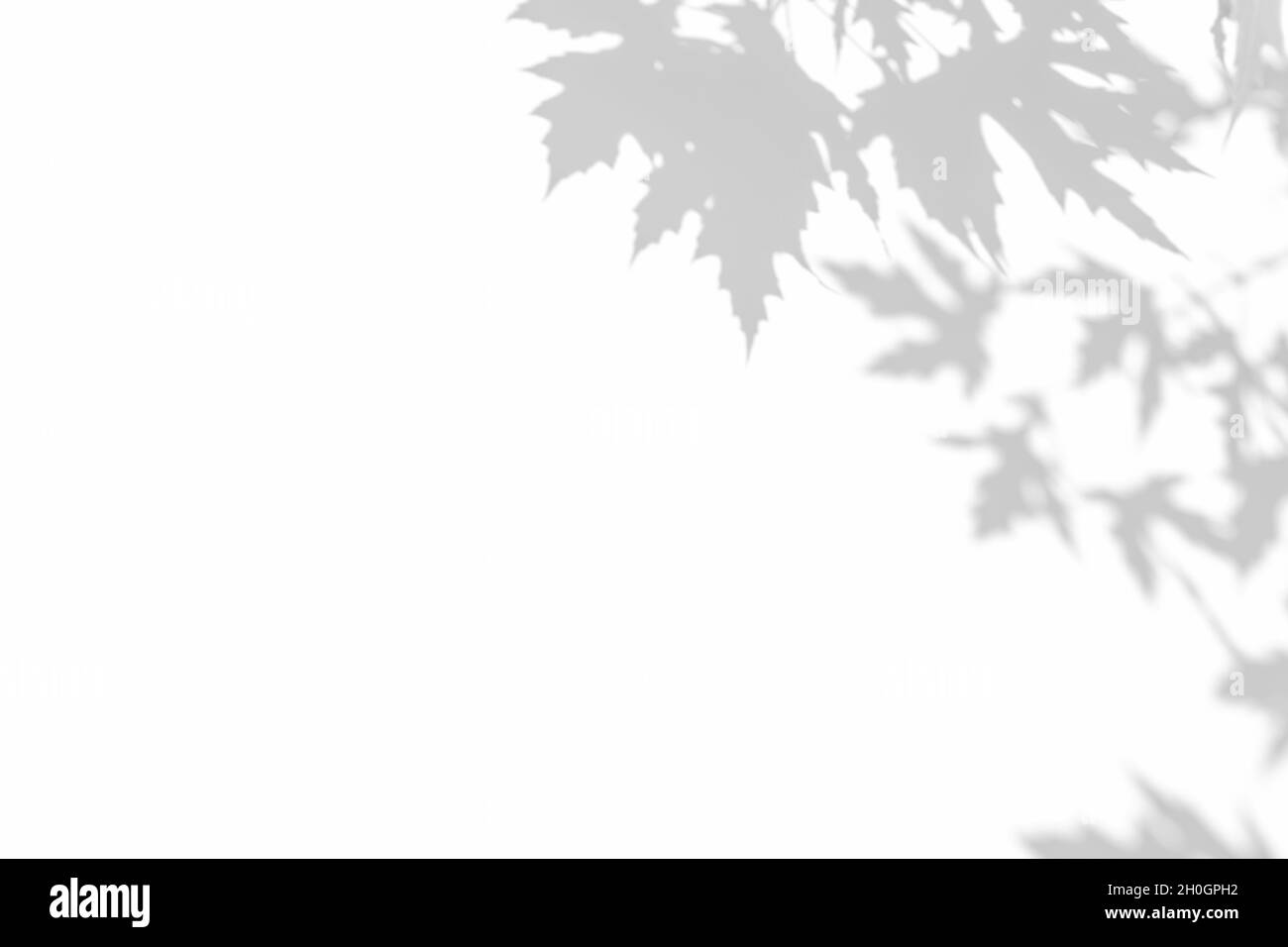 Effets de superposition d'ombres pour le marquage.Maquettes.Scènes d'éclairage naturel.Ombres gris clair des branches d'érable sur un mur blanc.Bannière avec copie Banque D'Images