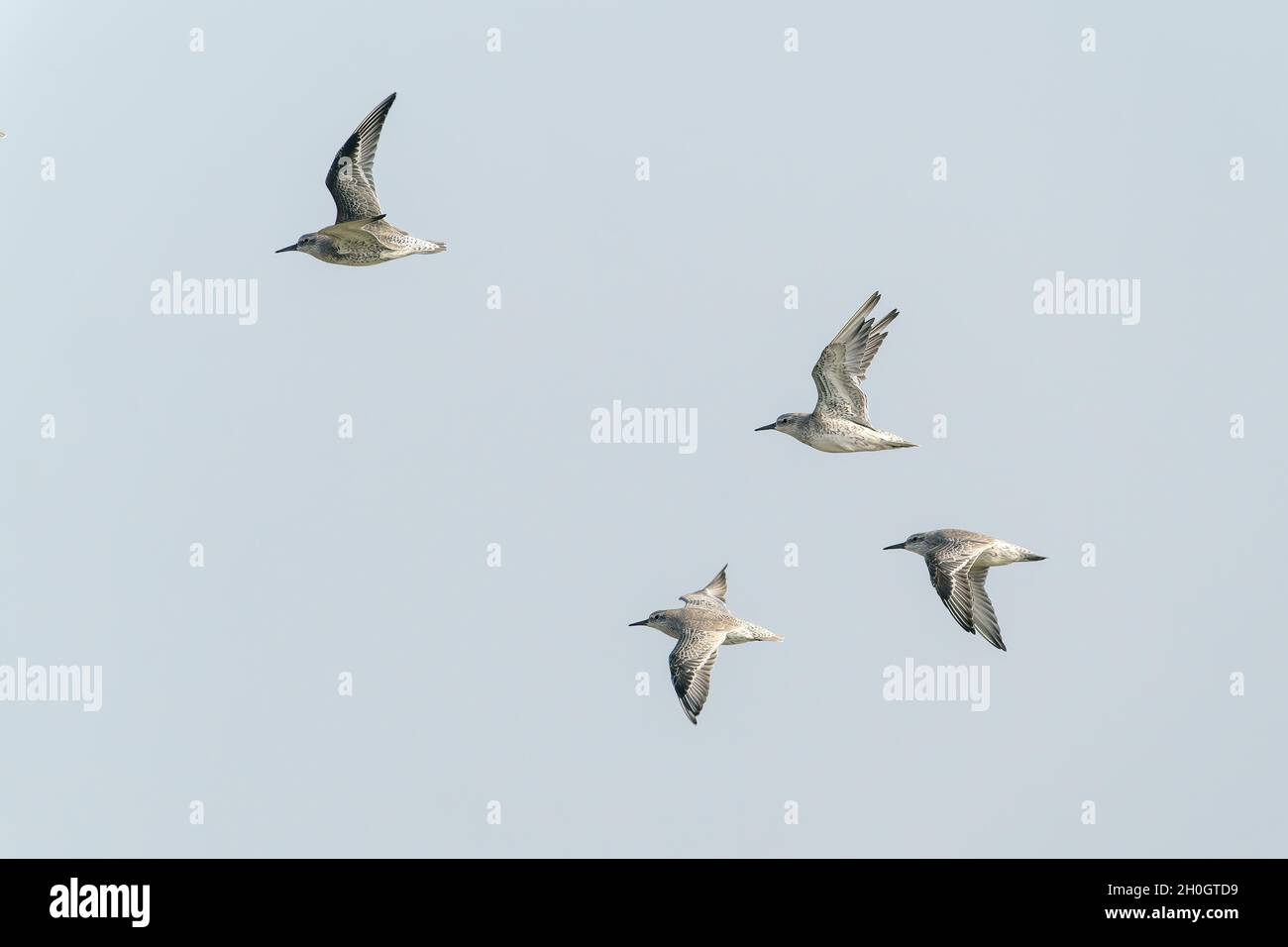 Nœud rouge, Calidris canutus, flock massif à marée haute, roosting à Snettisham, Norfolk, Royaume-Uni Banque D'Images