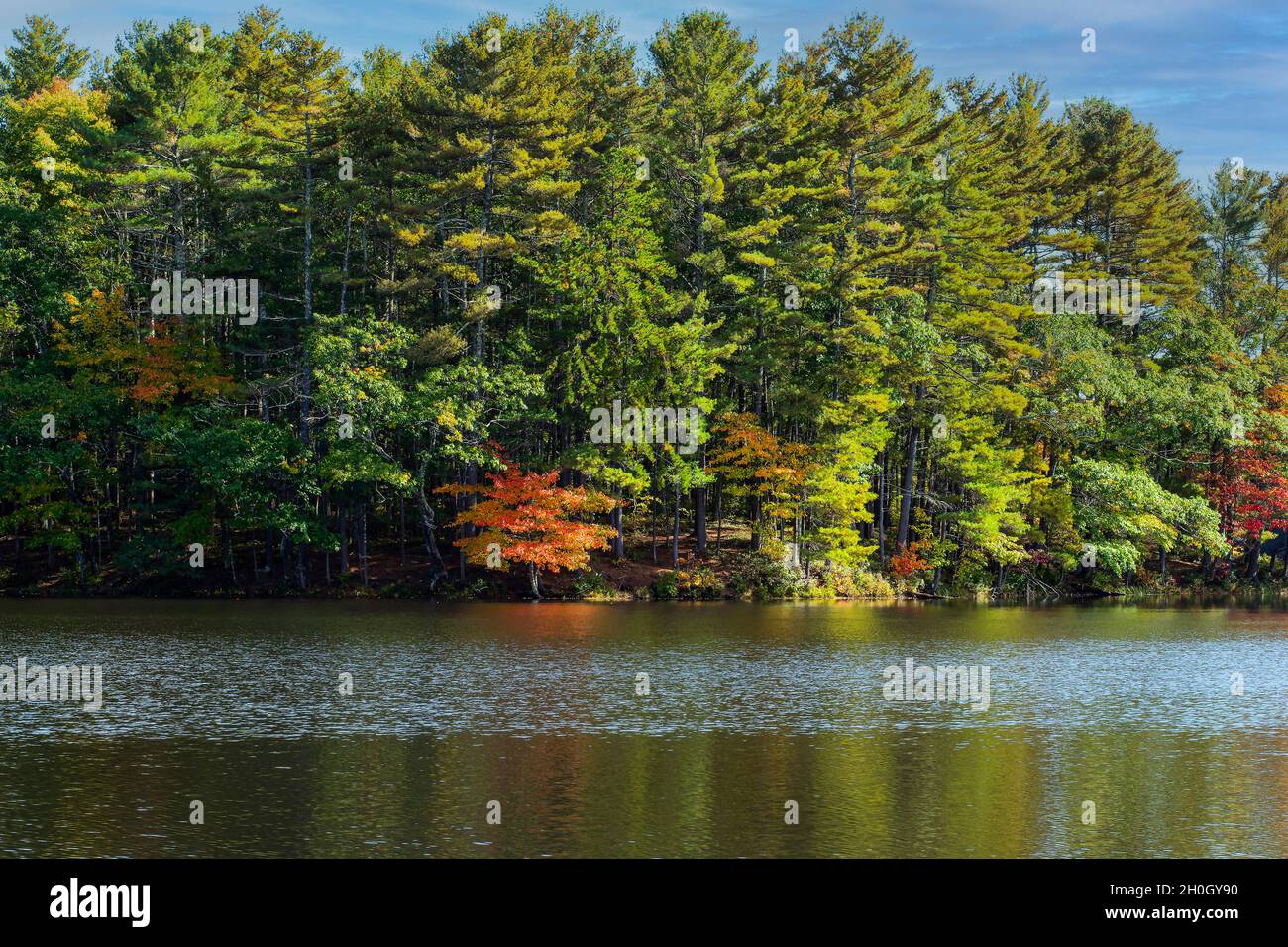 les premiers stades de l'automne à la forêt de l'état de rutland située à rutland, massachusetts Banque D'Images