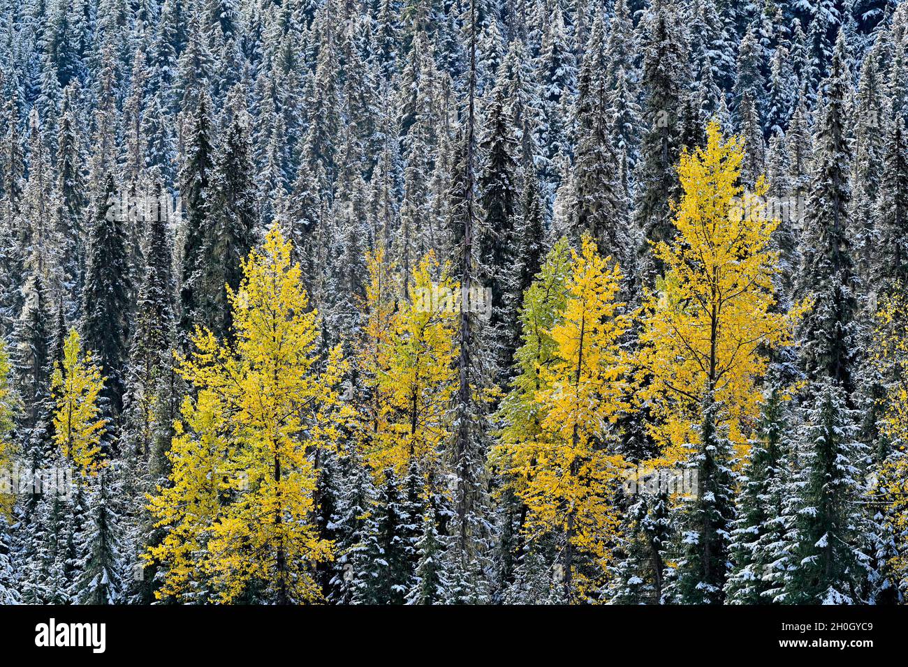 Dépoussiérage de neige sur les arbres, parc provincial Manning, Colombie-Britannique, Canada Banque D'Images