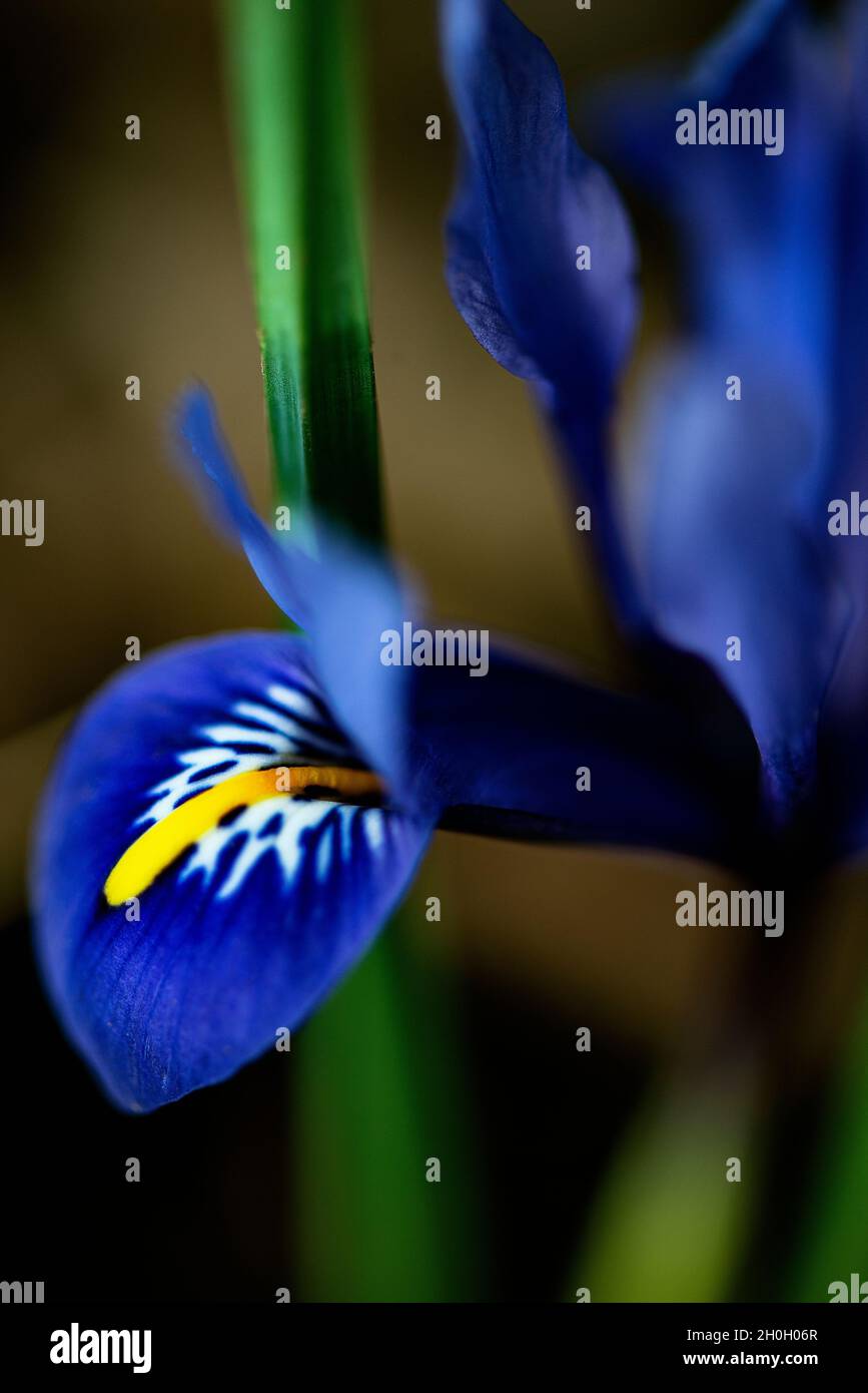 Gros plan d'un iris nain en fleurs. Banque D'Images