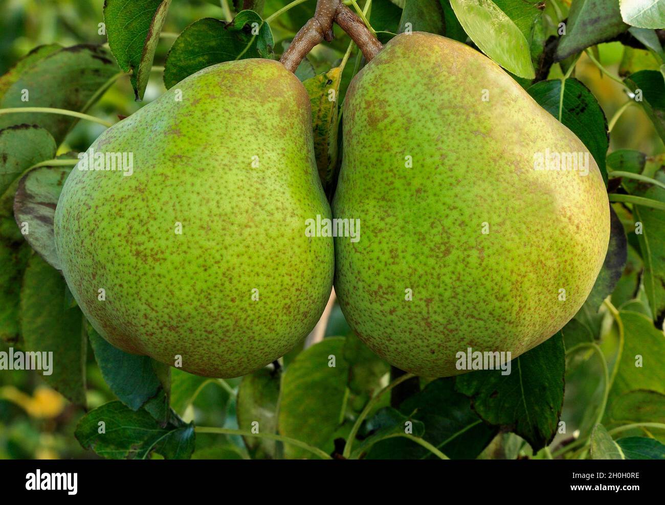 Poire 'Doyenne du Comice', Pyrus communis, poires, fruits, saine alimentation, Banque D'Images