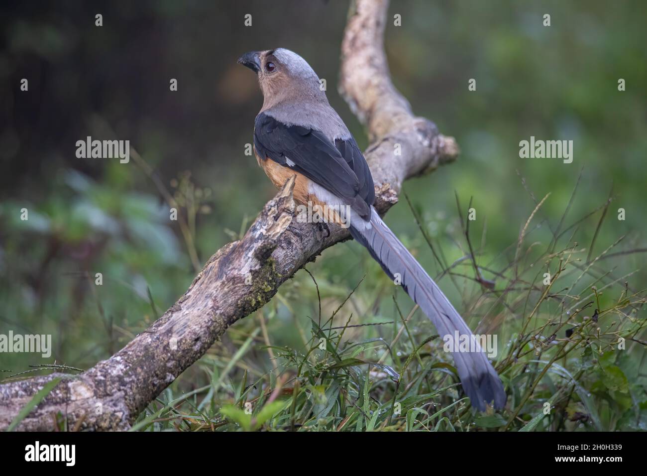 Nature faune image de l'immense oiseau de la Treepie Bornean (Dendrocitta Cinerascen) également endémique à l'île Bornéo Banque D'Images
