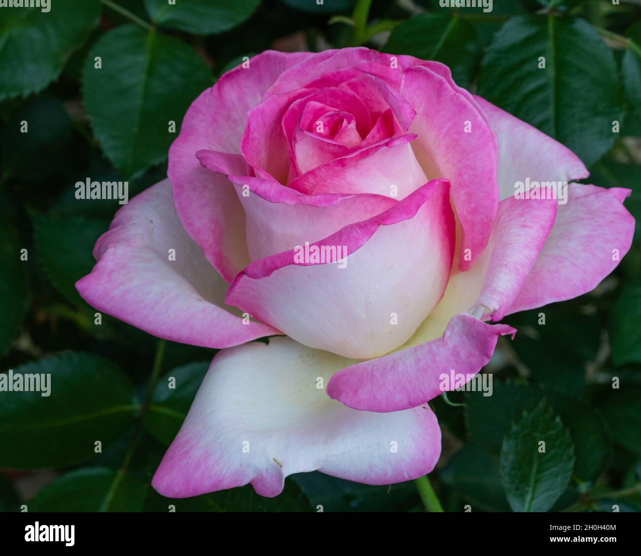 fleur rose blanche et pourpre Banque D'Images