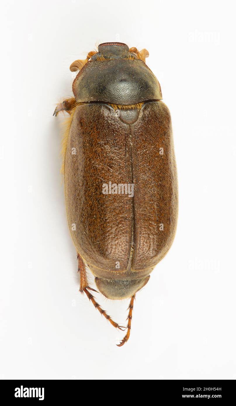 Vue de dessous de la Riteline Scarab Beetle, un insecte aussi appelé Christmas Beetle Banque D'Images