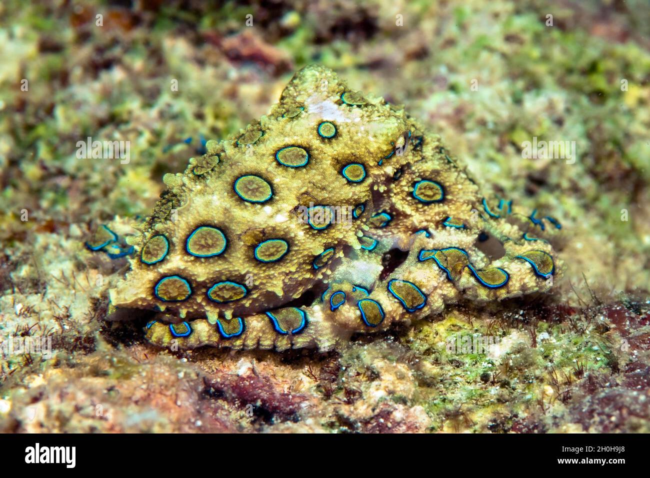 Octopus à anneau bleu (Hapalochlaena lunulata) se camoufle comme une coquille d'escargot, Octopus à anneau bleu, Océan Pacifique, Negros, Philippines Banque D'Images