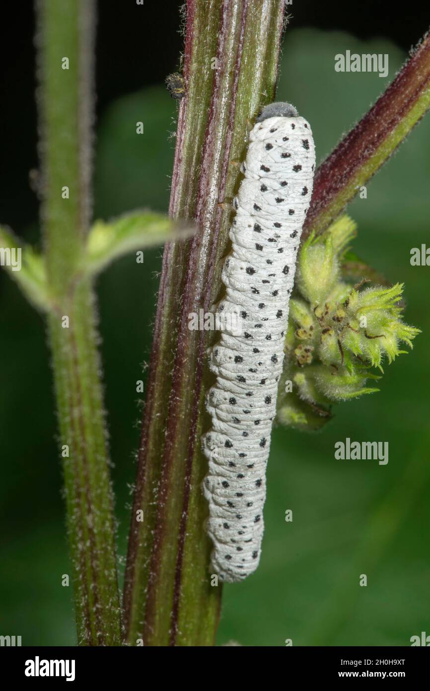 Mullein (Cuculllia verbasci) variante de couleur claire de la chenille sur le mullein noir foncé (Verbascum nigrum), Bade-Wurtemberg, Allemagne Banque D'Images