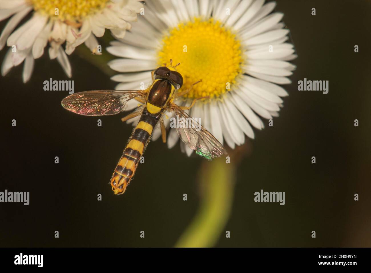 Long aéroglisseur (Sphaerophoria scripta), long aéroglisseur à ventre long, mâle sur Marguerite (Erigeron annuus), Bade-Wurtemberg, Allemagne Banque D'Images