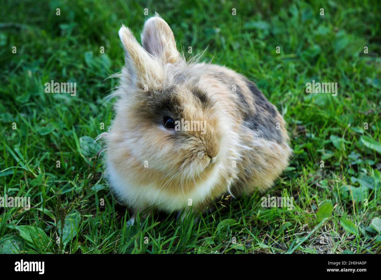 Lapin pygmée (Brachylagus idahoensis), Oberallgaeu, Allgaeu, Bavière, Allemagne Banque D'Images