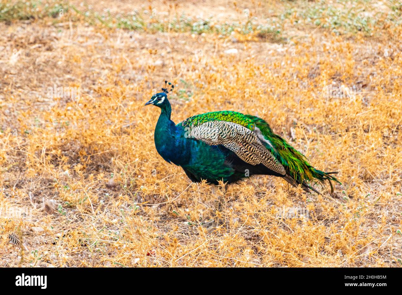 Magnifique oiseau animal de paon coloré et élégant dans le parc Rodini sur Rhodes Grèce. Banque D'Images