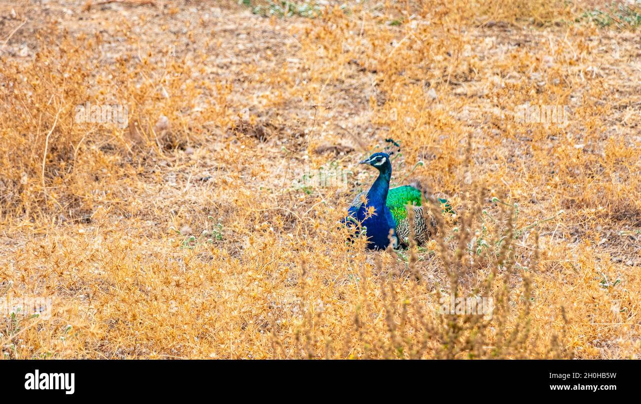 Magnifique oiseau animal de paon coloré et élégant dans le parc Rodini sur Rhodes Grèce. Banque D'Images