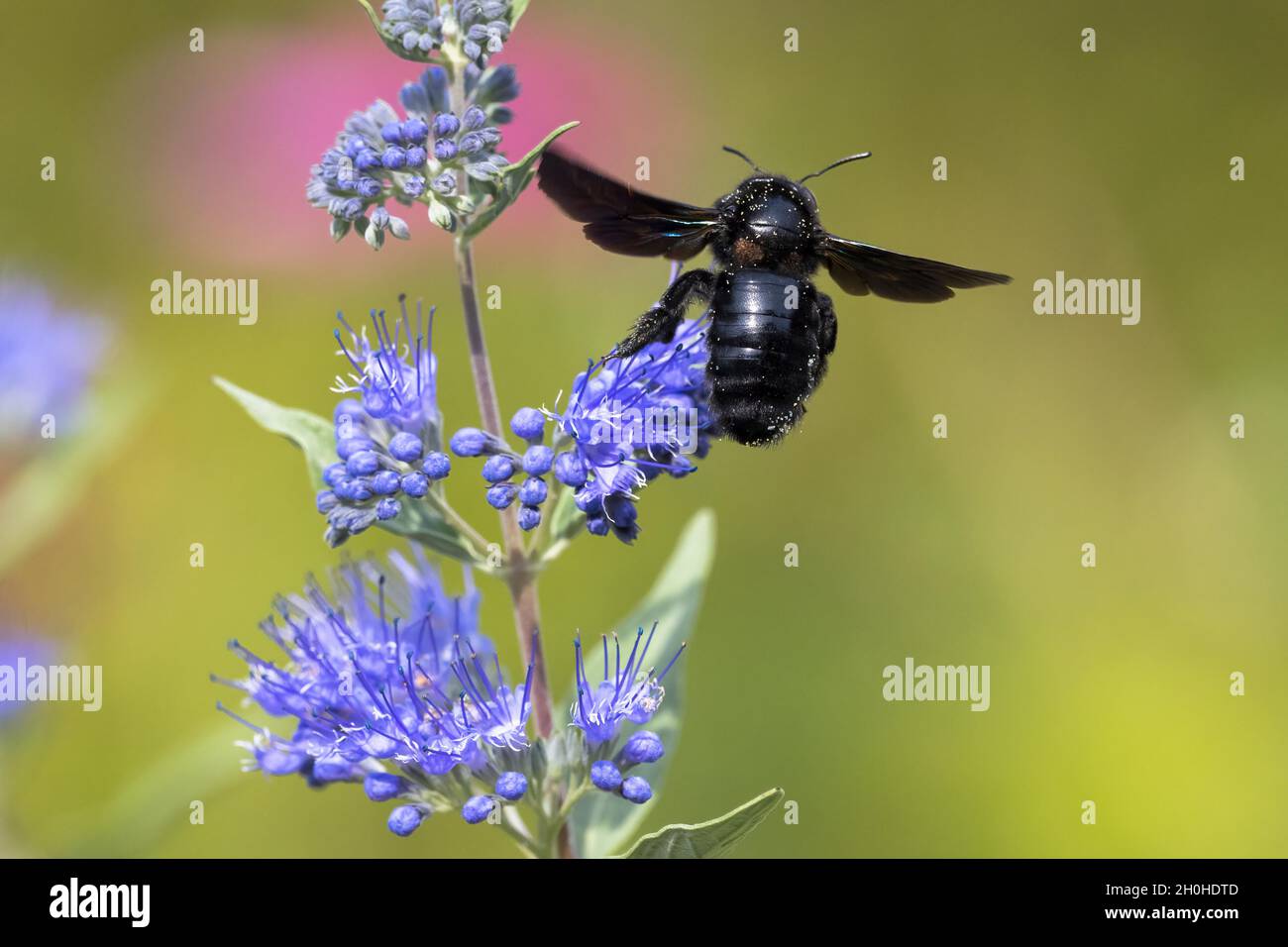 L'abeille violette (Xylocopa violacea) vole à la fleur de Caryopteris (Caryopteris x clandonensis), Hesse, Allemagne Banque D'Images