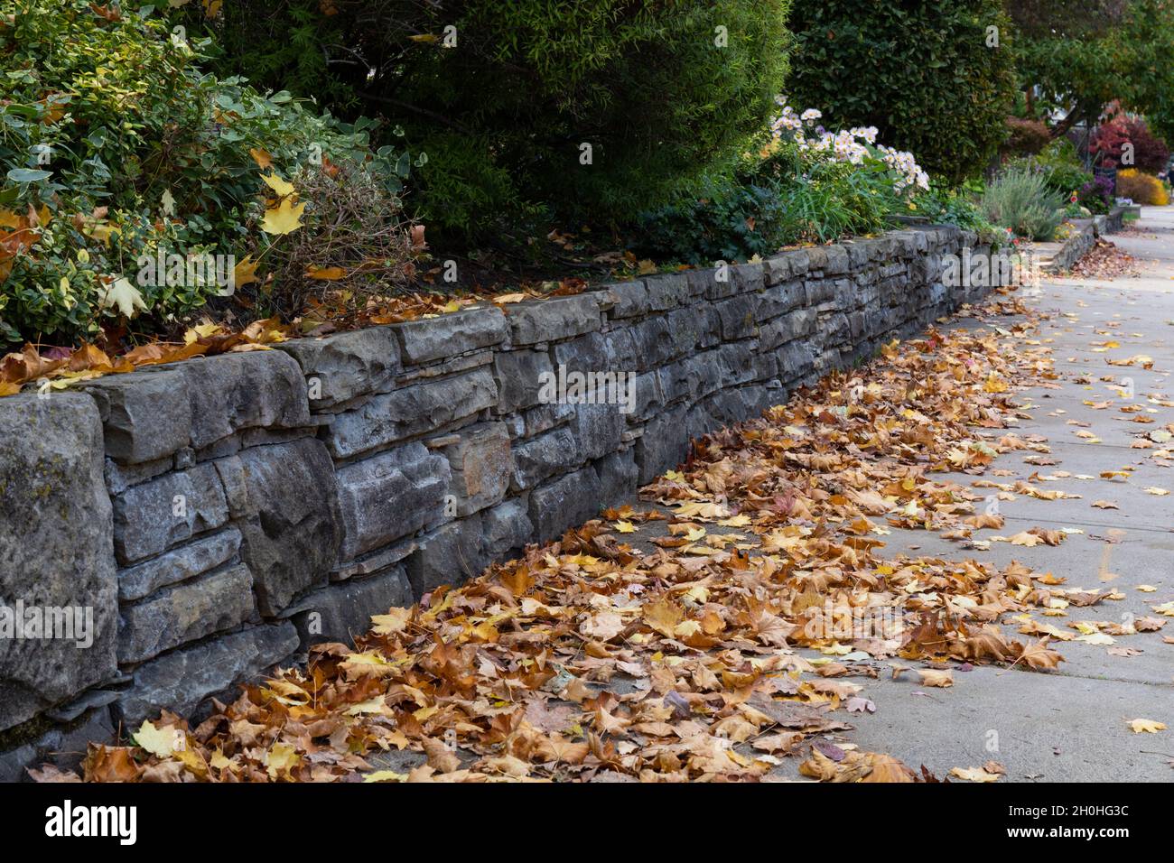 Mur de soutènement en pierre roustiquée bien entretenu à côté d'un trottoir, littter jaune et brun de feuilles d'automne, aspect horizontal Banque D'Images