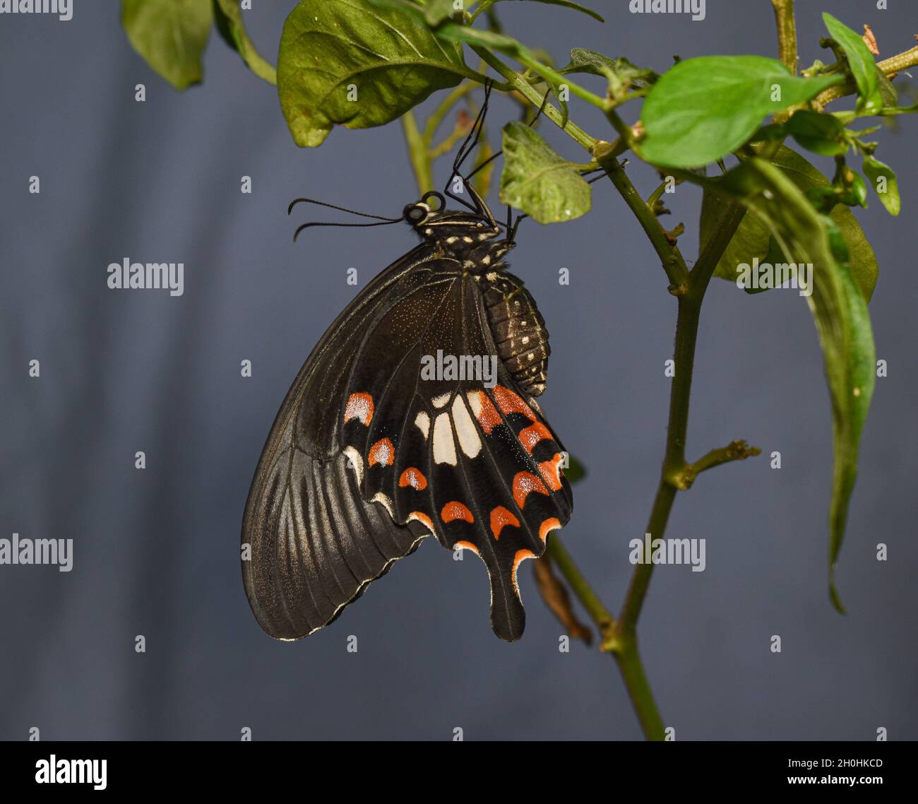 Papillon de mormon commun fraîchement éclosé (polytes de Papilio), fond bleu Banque D'Images