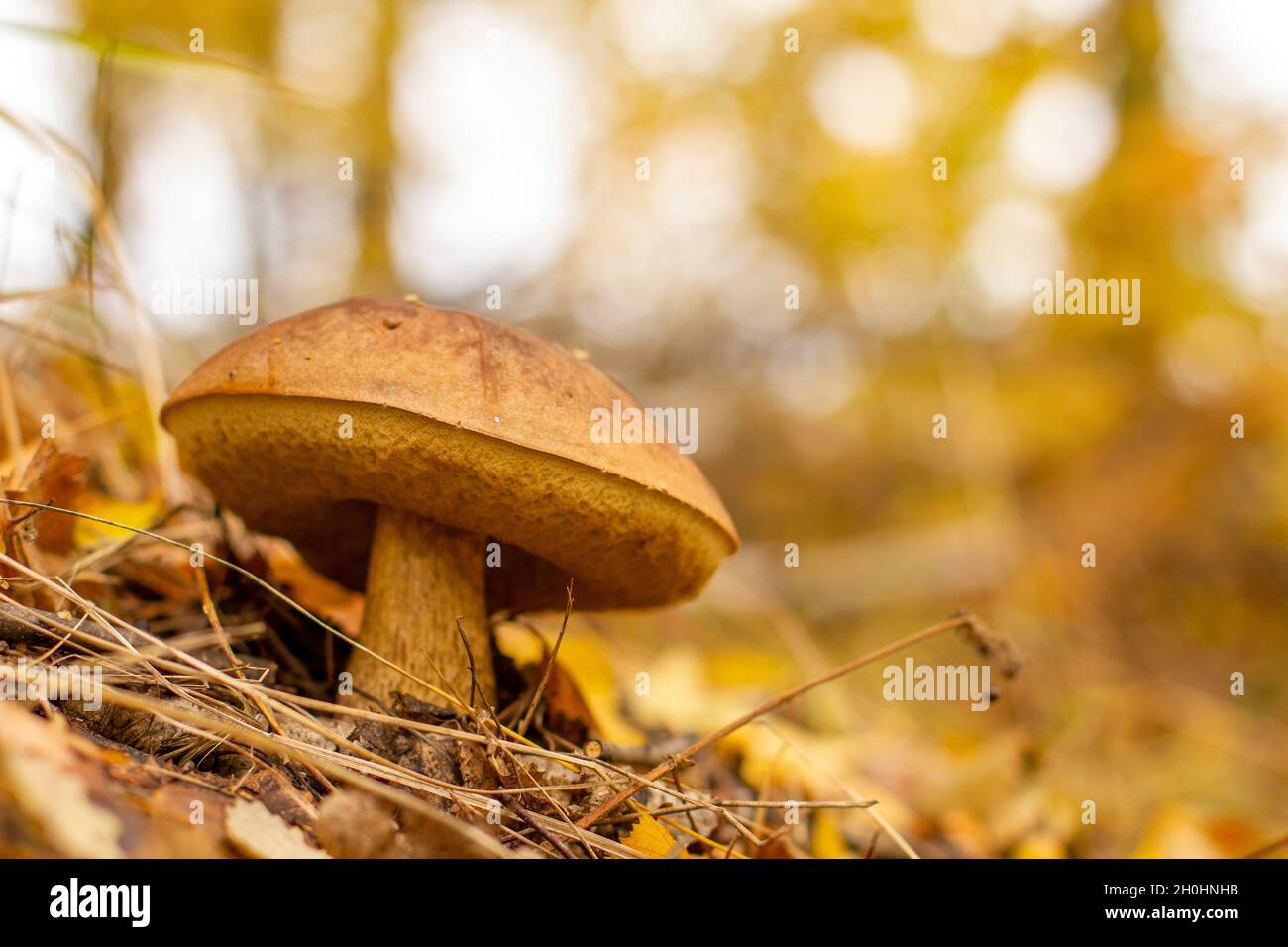 Un champignon comestible pousse dans la forêt d'automne au petit matin nuageux. Banque D'Images