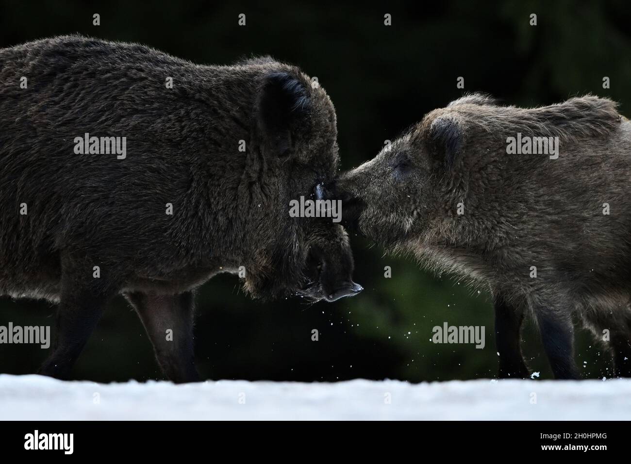 Sanglier et porcelet en hiver Banque D'Images