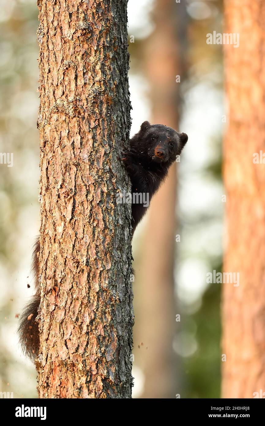 Wolverine sur l'arbre.Escalade de Wolverine. Banque D'Images