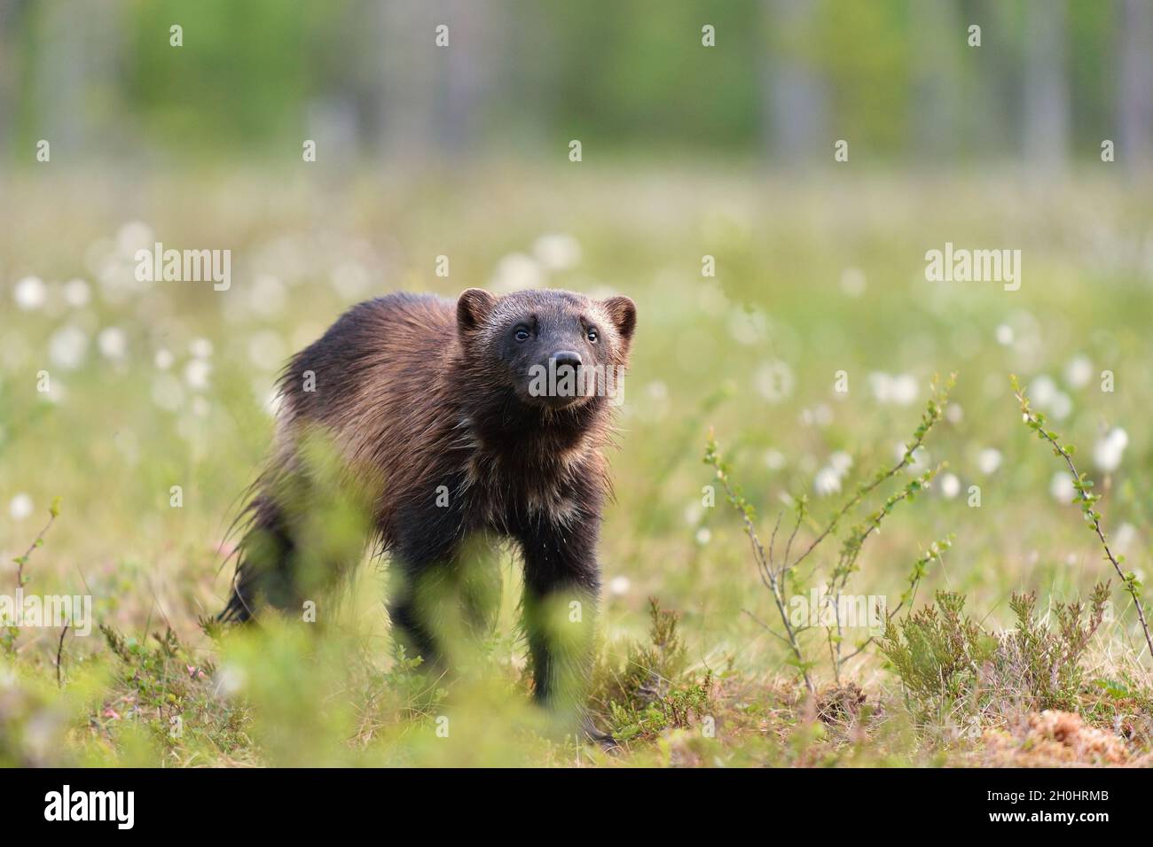 Le carcajou (Gulo gulo) portrait. Wolverine en tourbière. Wolverine dans Moor. North-Karelia. La Finlande. Banque D'Images