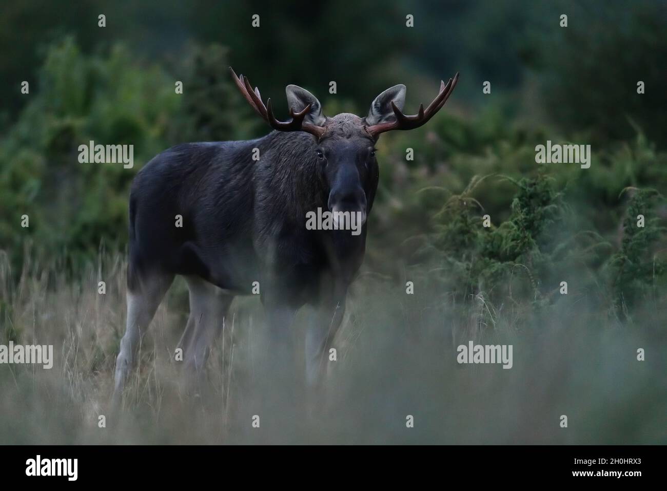 Un gros orignal de taureau avec de gros bois tard dans la soirée Banque D'Images