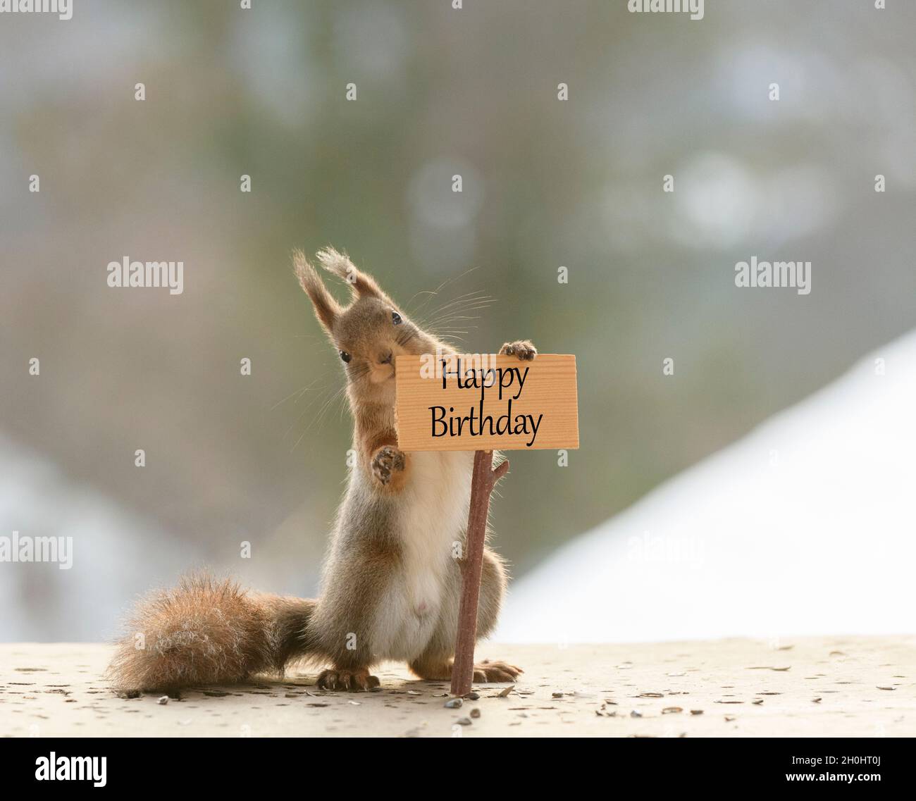 L Ecureuil Roux Tient Une Affiche Avec Un Joyeux Anniversaire Photo Stock Alamy