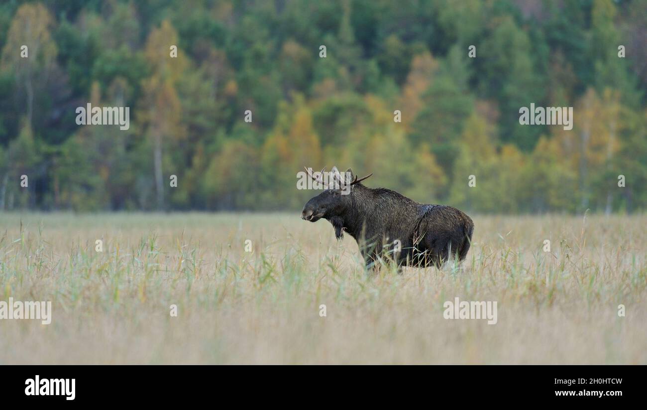 Big Bull Moose dans un marais Banque D'Images