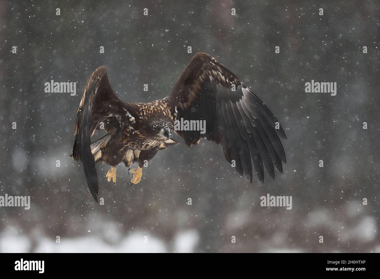 Vol à l'aigle en chute de neige Banque D'Images