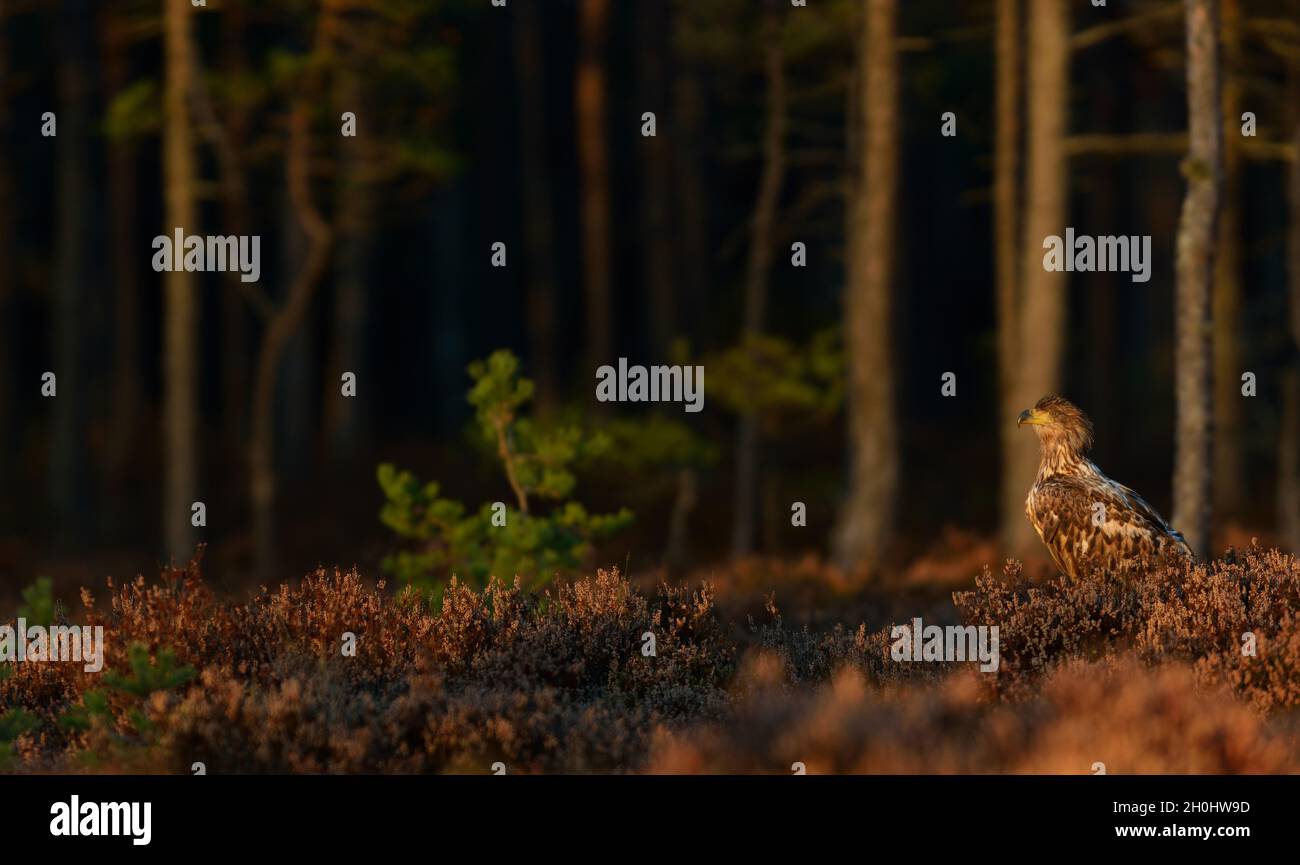 White-tailed eagle au coucher du soleil avec l'arrière-plan des forêts Banque D'Images