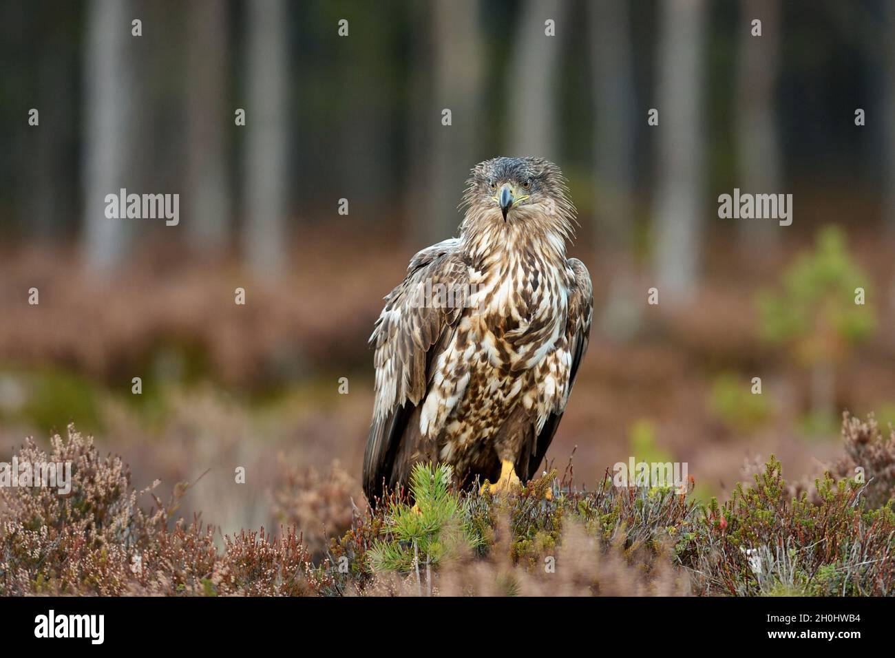 Pygargue à queue blanche dans la forêt Banque D'Images