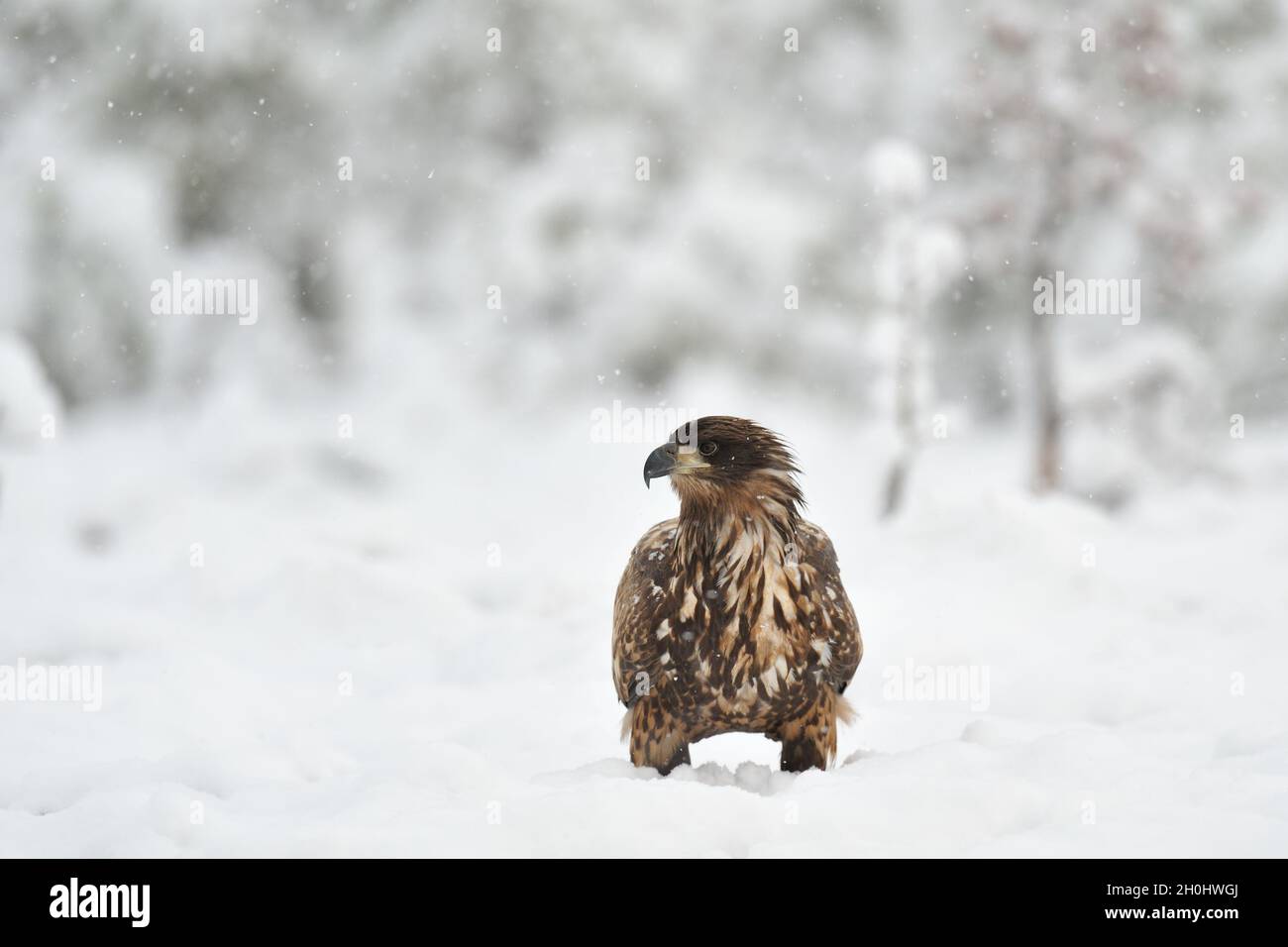 Pygargue à queue blanche sur la neige Banque D'Images