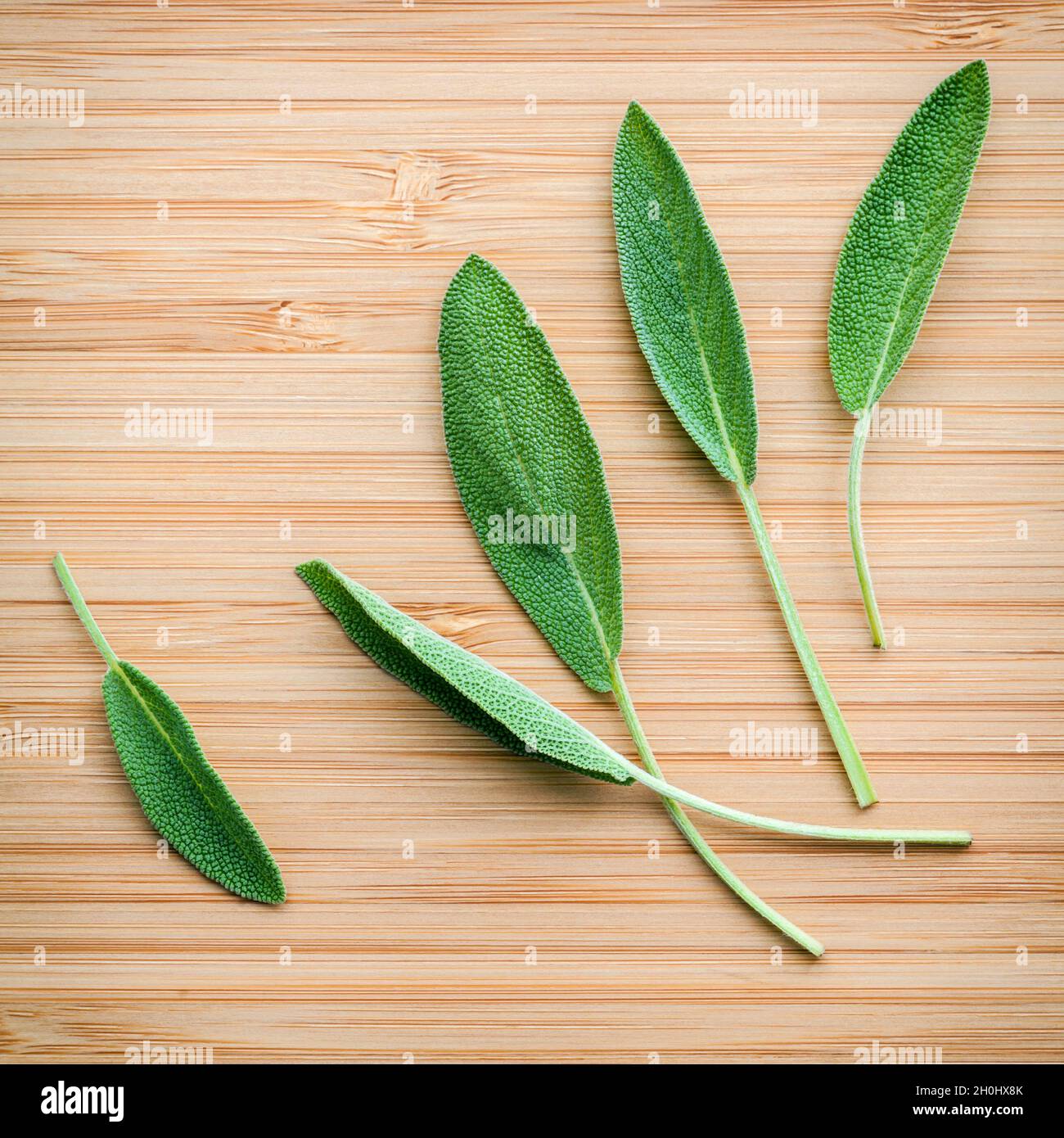 Feuilles de sauge fraîche Gros plan sur fond de bois. Frais de médecine alternative Salvia