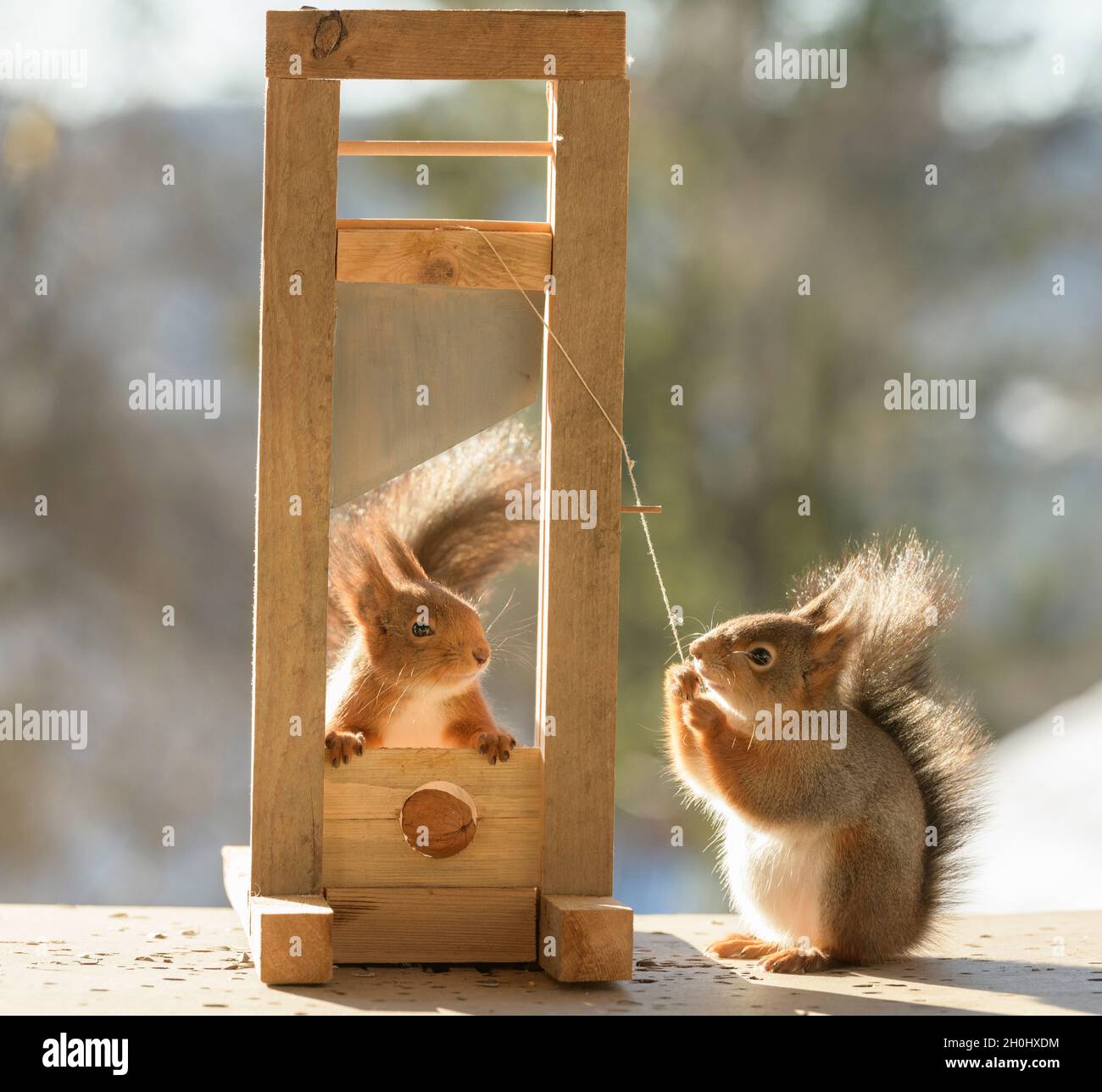 Les écureuils rouges avec une noix et d'une guillotine Banque D'Images