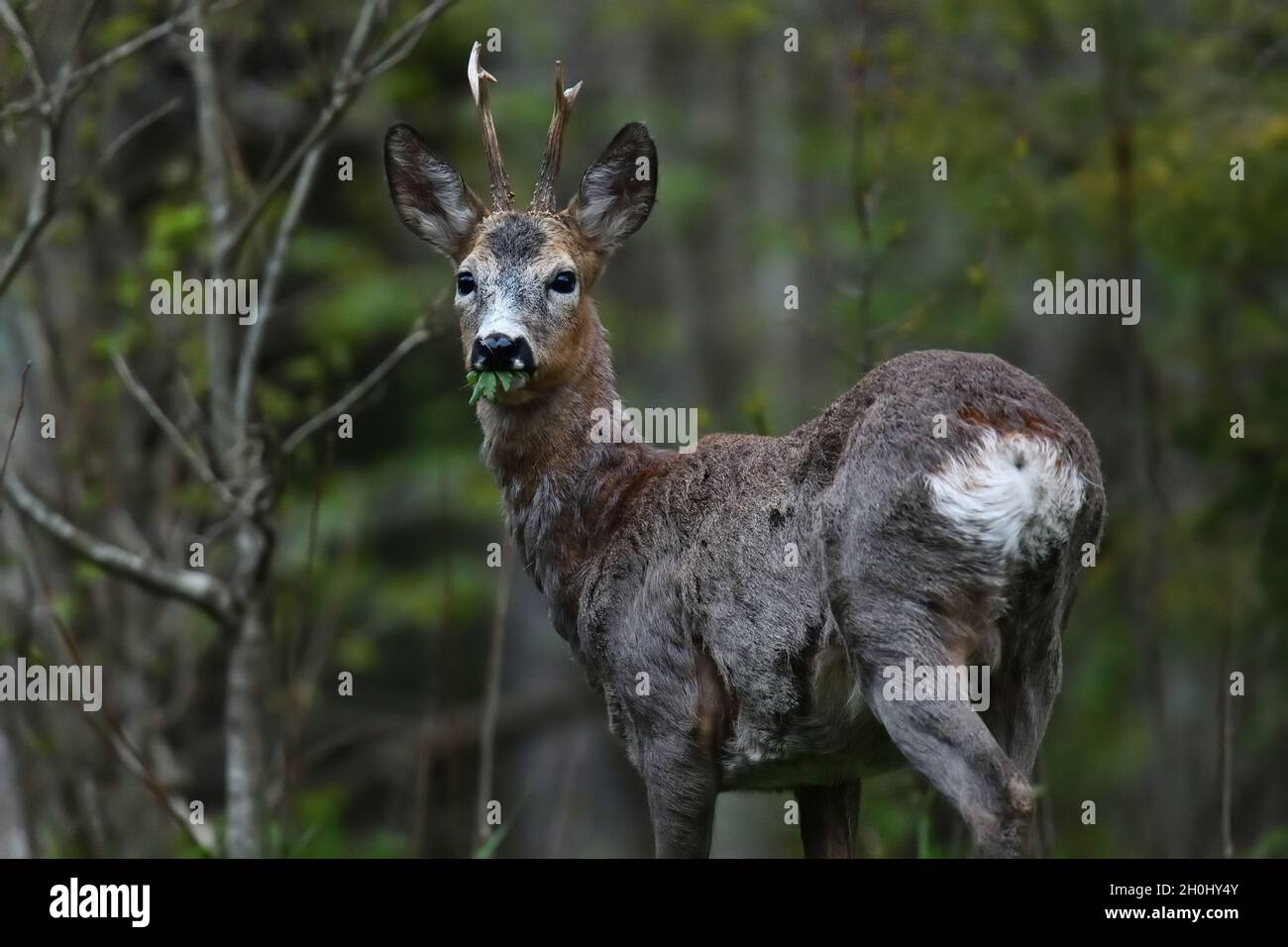 Portrait de Roebuck dans la forêt Banque D'Images