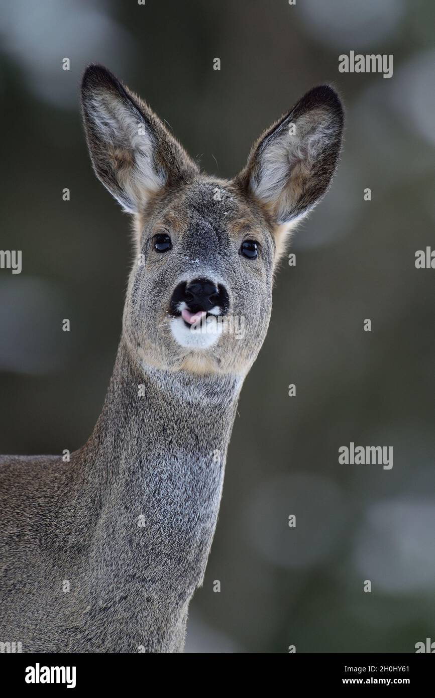 Portrait de chevreuils en hiver Banque D'Images