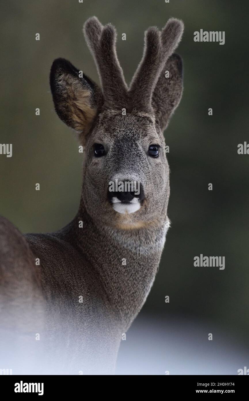 Portrait Roebuck.Portrait de cerf de Virginie.Portrait d'animal sauvage.Roebuck avec cornes. Banque D'Images