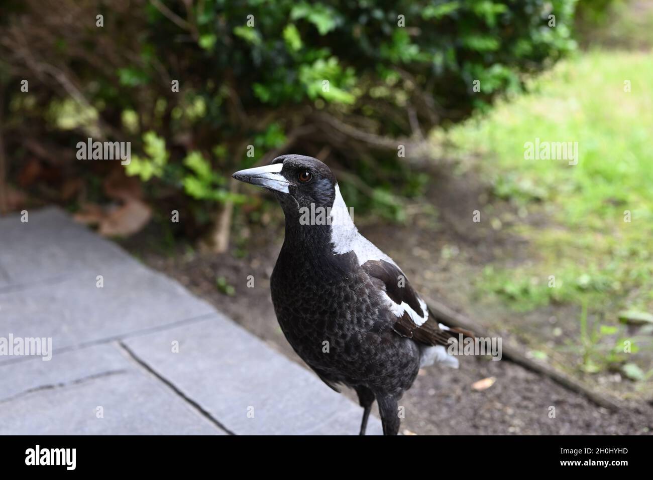 Gros plan d'une magpie australienne sur les carreaux d'une véranda, avec un jardin en arrière-plan Banque D'Images