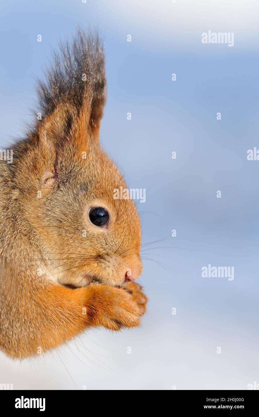 Portrait de l'Écureuil rouge en hiver Banque D'Images