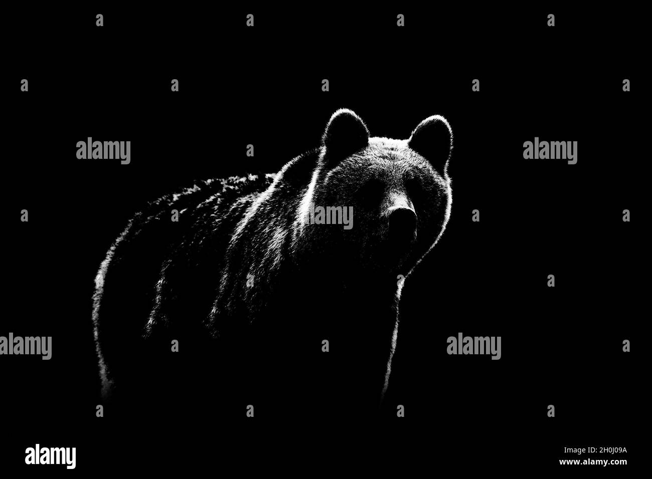 Contour de l'ours brun sur fond noir.Contour de l'ours en noir et blanc. Banque D'Images