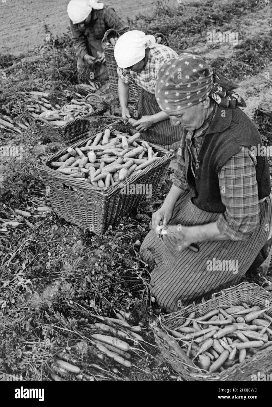 Les ouvriers agricoles coupent les verts de carottes après la récolte.[traduction automatique] Banque D'Images