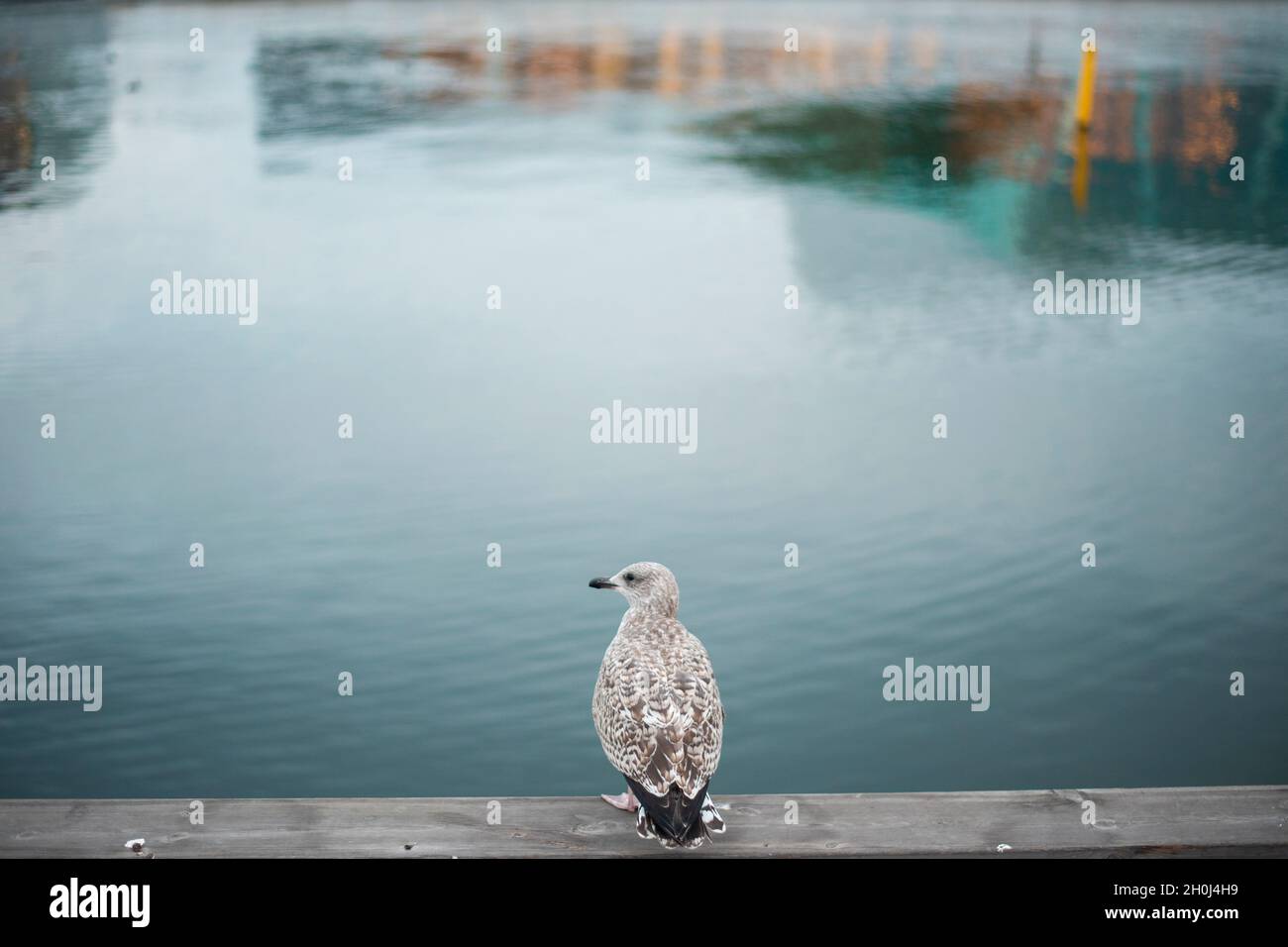 Un oiseau debout sur béton en fond de rivière, faune concept animal Banque D'Images