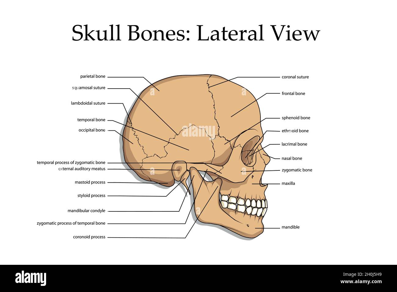 crâne humain, affiche médicale, affiche de carte médicale anatomique, crâne humain Illustration de Vecteur