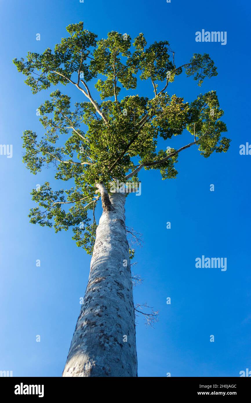 En vertu de l'avis de big tree avec fond de ciel bleu Banque D'Images