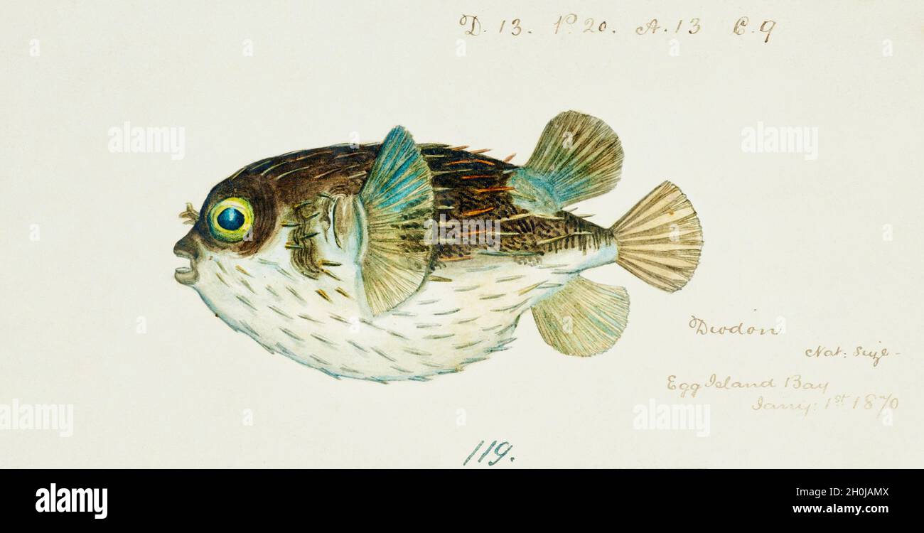 Frank Edward Clarke illustration de poissons vintage - Diodon Banque D'Images