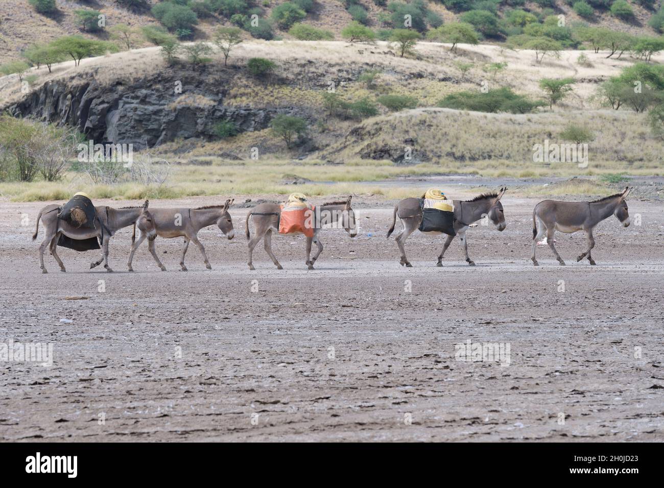 Une caravane d'ânes servant au transport de l'eau douce, traversant les rives séchées du lac Magadi, au Kenya.Le lac Magadi est une solution saline, alcaline Banque D'Images