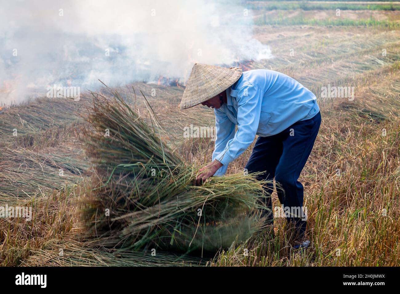Un cultivateur de riz à Hoi an, au Vietnam, ramasse la paille de la récolte à la combustion. Banque D'Images