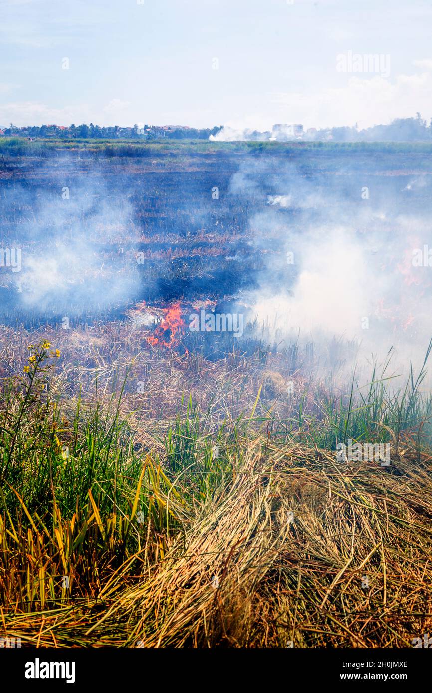 Champ de riz après la récolte du riz brûle en utilisant des techniques de brûlage et de brûlage. Banque D'Images